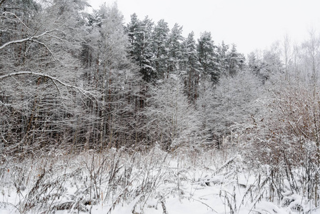 白色冬天风景与桦树和其他树