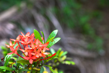 特写镜头红花, 印度茉莉花