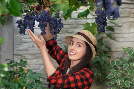 新疆女人摘葡萄的图片图片