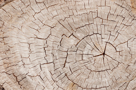 风化和裂纹旧棕色树树干表面与年轮特写作为背景