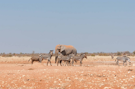 非洲大象和泥泞的哈特曼山斑马图片
