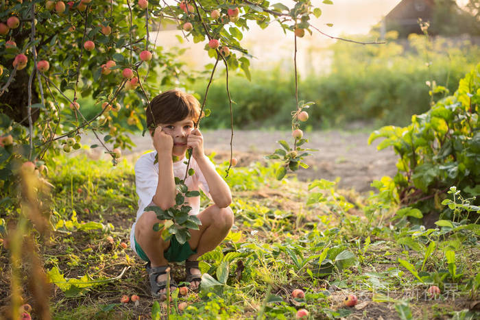一个男孩旁边树上的苹果与苹果