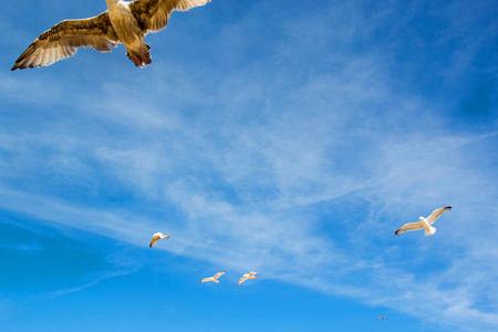 天空中的一些海鸥