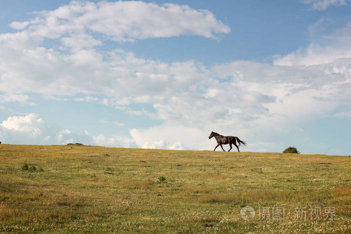 马自由奔跑穿过绿色的山谷