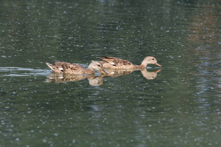 野鸭鸟和池塘