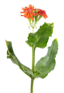 在白色背景查出的马耳他十字植物的红花 lychnis 白玉
