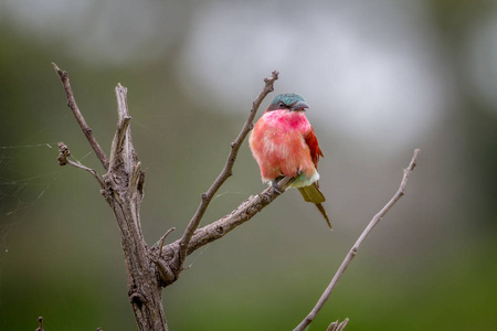 南部的胭脂红食蜂鸟，坐在树枝上