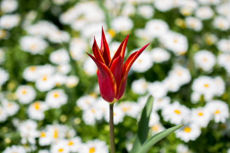 一个郁金香花在春天的季节里