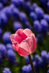 一个郁金香花在春天的季节里