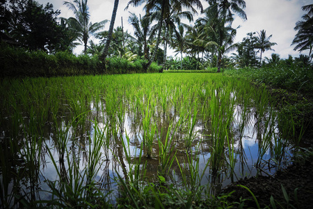 绿色稻田与水, 印度尼西亚
