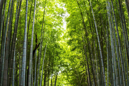 竹林为自然背景