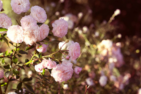 粉红色玫瑰的春天花。粉红玫瑰春天花特写