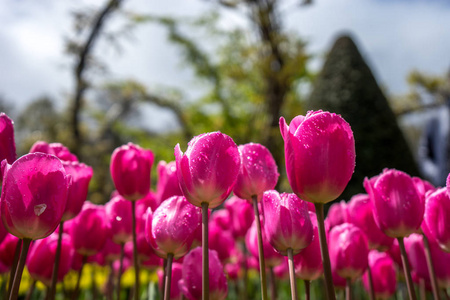 五颜六色的郁金香花, 背景美丽, 在明亮的苏上