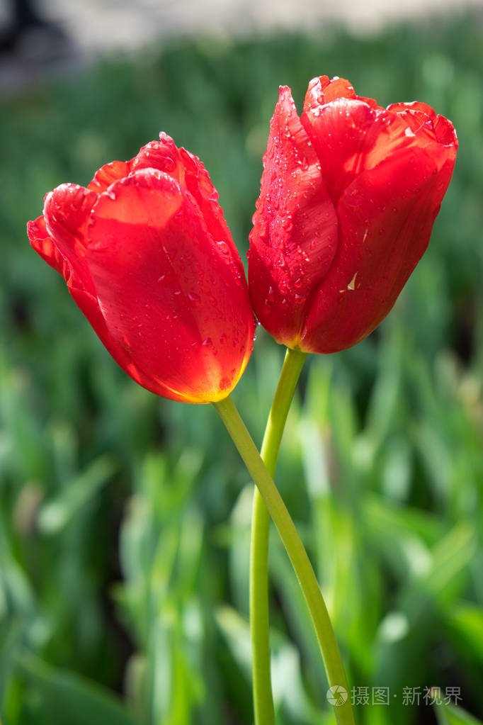 五颜六色的红色郁金香花, 背景美丽