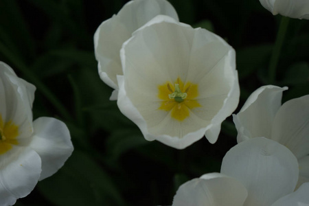 五颜六色的郁金香花, 背景美丽, 在明亮的苏上