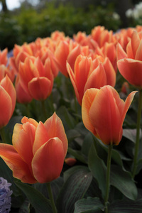 五颜六色的郁金香花, 背景美丽, 在明亮的苏上