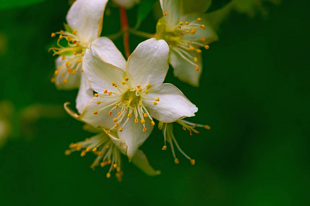 白花茉莉花茉莉花