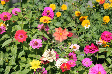花与多色的津尼花。花园中明亮的夏季花朵