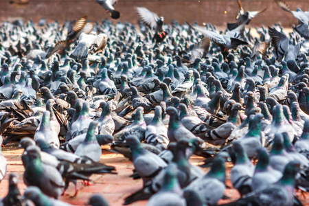 杜巴广场加德满都寺庙，覆盖着鸽子