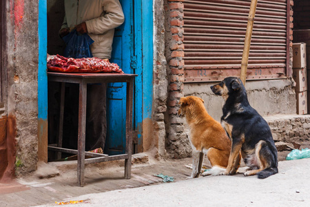 尼泊尔加德满都一家肉店前的两只狗
