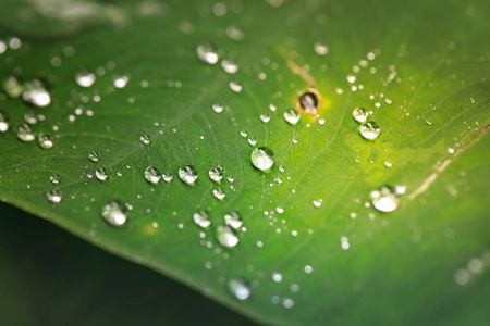 雨后在新鲜绿叶上滴水