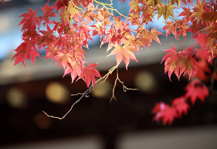 在日本，在京都的秋叶
