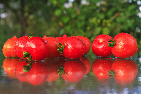 西红柿具有反射和露珠