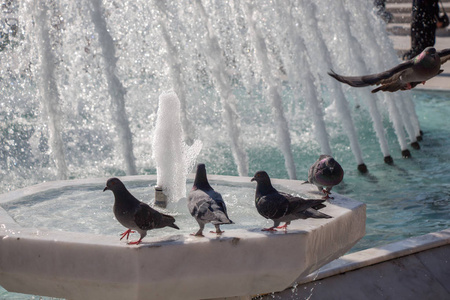 城市鸽子在喷泉旁的水中