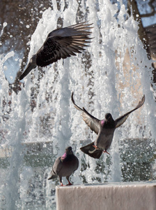 城市鸽子在喷泉旁的水中