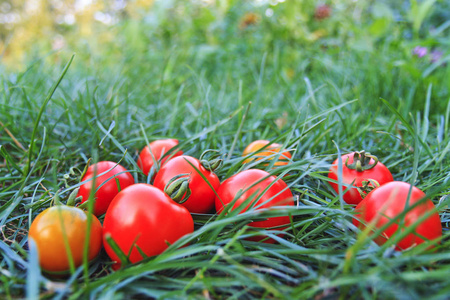 成熟的西红柿生长在自己的花园