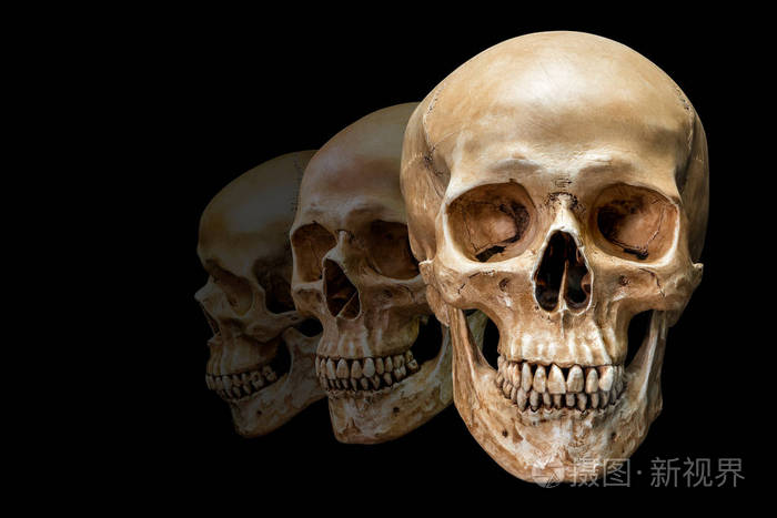 人类的头颅骨的方面