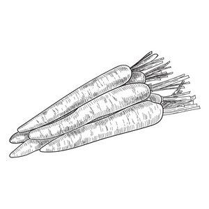 胡萝卜手绘矢量图孤立蔬菜刻的样式对象与切片的片断.