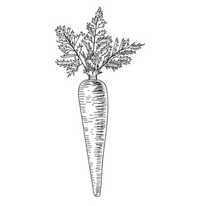 胡萝卜手绘矢量图孤立蔬菜刻的样式对象与切片的片断.