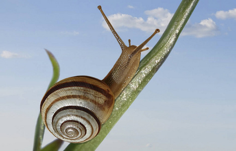 宏观射击蛞蝓爬在草地上花园蝶豌豆枝的爬行与饲喂蜗牛爬行蜗牛爬上