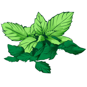 生菜和香菜图片