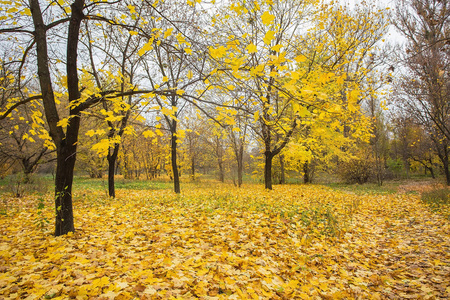 秋天的公园。秋天的树木和树叶