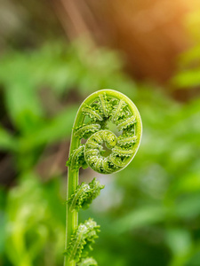 蕨类植物的新叶