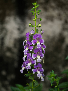 angelonia goyazensis 豆