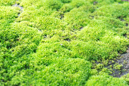 特写镜头绿色苔藓在石头地板上, 选择性焦点