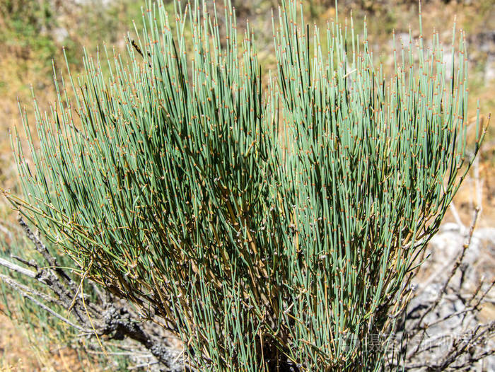 在山路上生长的麻黄