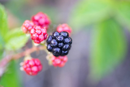 野生黑莓在森林特写镜头