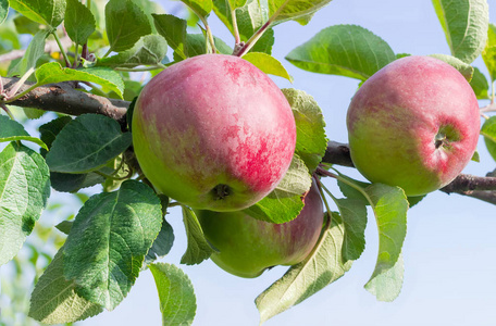 果园特写镜头树枝上的苹果