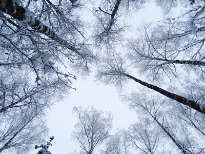 雪霜冬季风景林图片