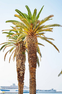 棕榈树在克罗地亚斯普利特图片