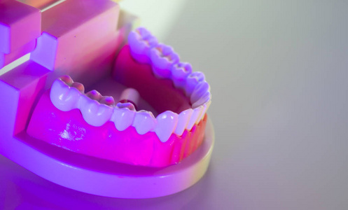 牙科牙齿牙颌模型