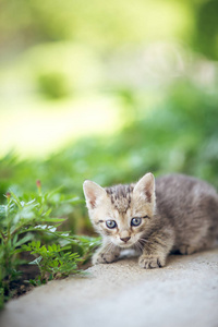 宝贝只小猫在花园里玩