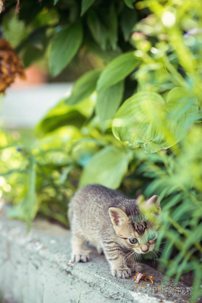 宝贝只小猫在花园里玩