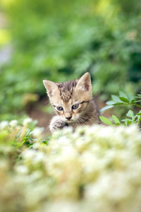 宝贝只小猫在花园里玩