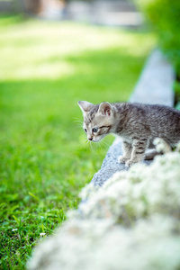 宝贝只小猫在花园里玩