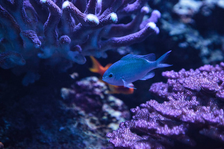 chomis蓝绿色范德比尔特 chomis 鱼,图片集 vanderbilti照片